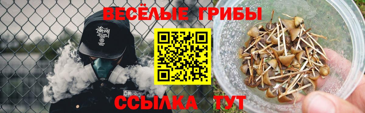 Галлюциногенные грибы Psilocybe Артём